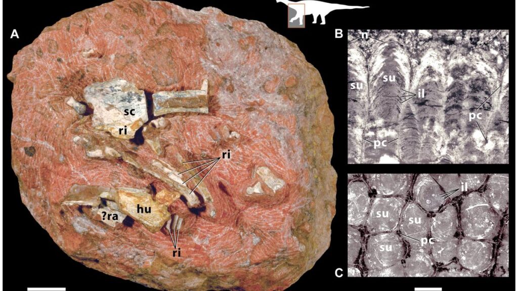 Titanosaur sauropod hatchling and egg fossil image