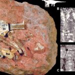 Titanosaur sauropod hatchling and egg fossil image
