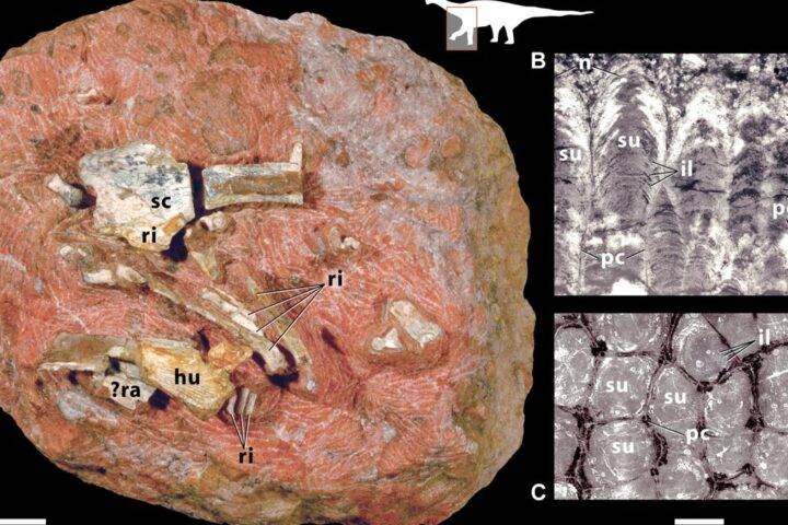 Titanosaur sauropod hatchling and egg fossil image