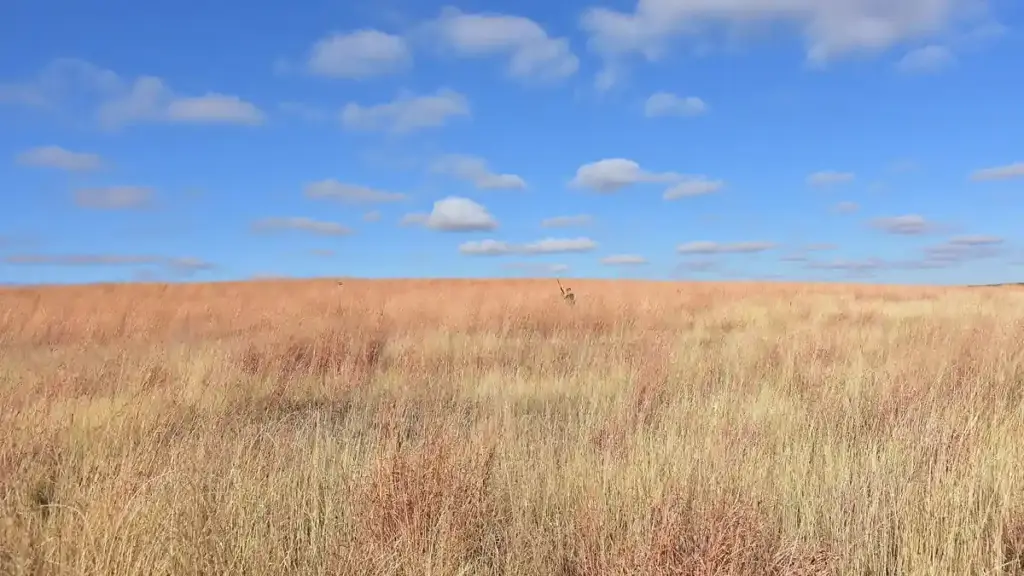 Hunters walking through grassland at LaCreek National Wildlife Refuge in South Dakota