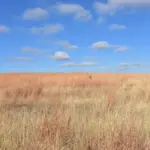 Hunters walking through grassland at LaCreek National Wildlife Refuge in South Dakota