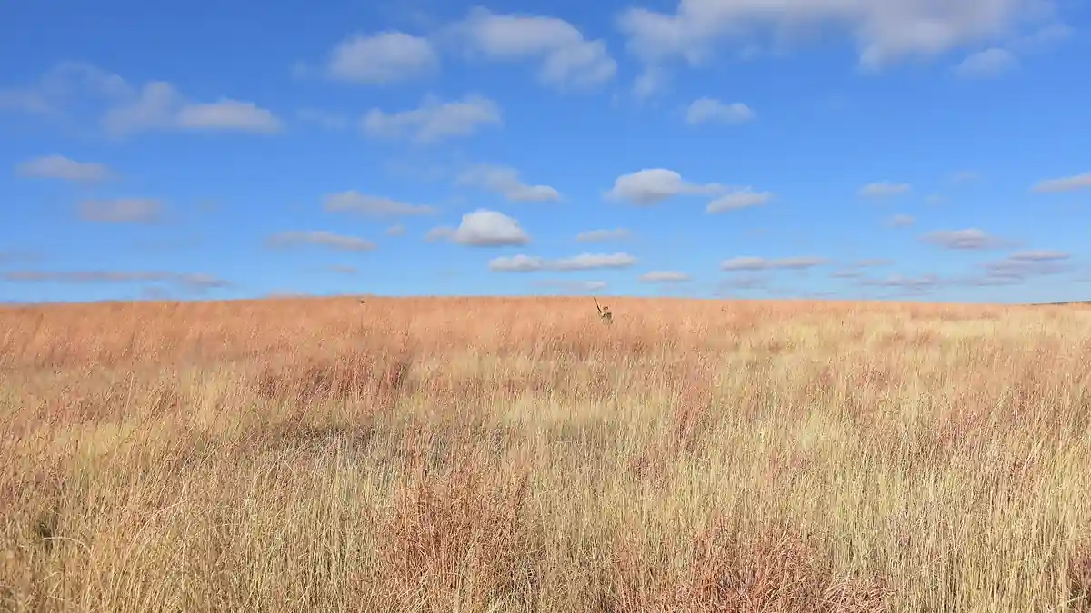Hunters walking through grassland at LaCreek National Wildlife Refuge in South Dakota