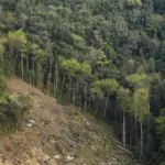 Workers felling an evergreen forest tree in Arunachal Pradesh, India