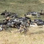 An African wild dog pack resting, the species that travelled 4,126 km in the longest recorded mammal movement.