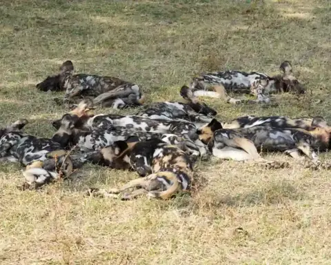 An African wild dog pack resting, the species that travelled 4,126 km in the longest recorded mammal movement.
