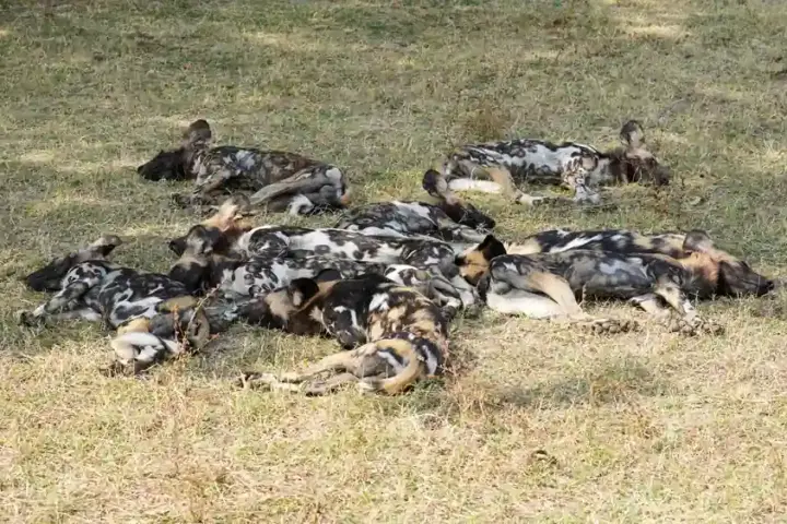 An African wild dog pack resting, the species that travelled 4,126 km in the longest recorded mammal movement.