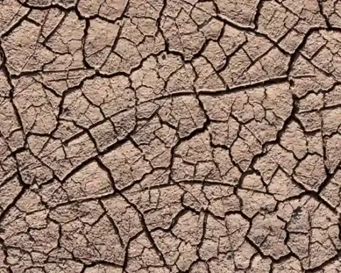Close-up view of dry, deeply cracked soil typical of prolonged drought conditions