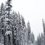 Snow-covered road running through a forested Oregon landscape.