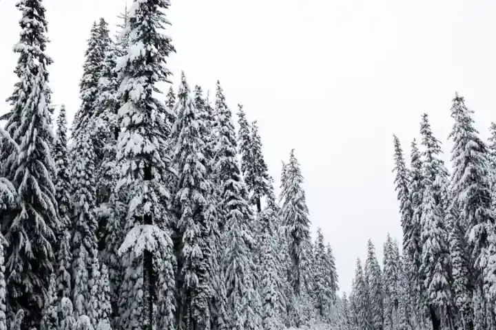Snow-covered road running through a forested Oregon landscape.