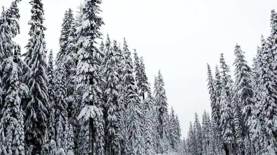 Snow-covered road running through a forested Oregon landscape.