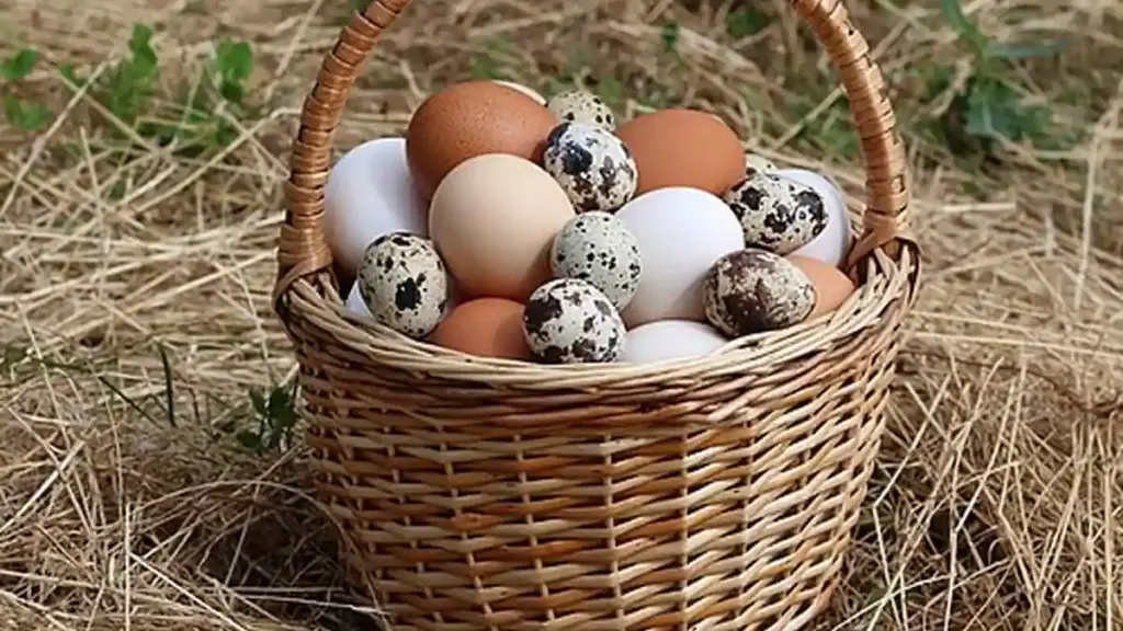 Fresh chicken eggs in a basket.