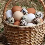 Fresh chicken eggs in a basket.