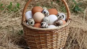 Fresh chicken eggs in a basket.