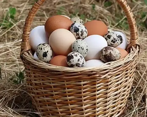 Fresh chicken eggs in a basket.