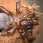 A trapdoor spider and its burrow entrance