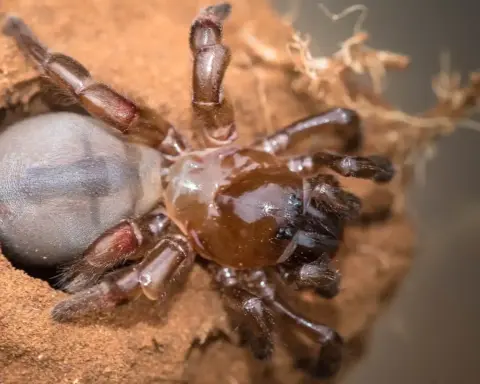 A trapdoor spider and its burrow entrance