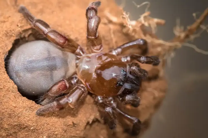 A trapdoor spider and its burrow entrance