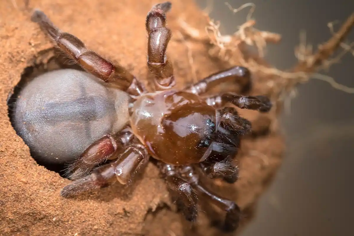 A trapdoor spider and its burrow entrance