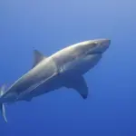 Great white shark in ocean water
