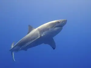 Great white shark in ocean water