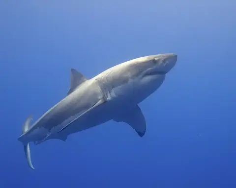 Great white shark in ocean water