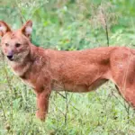 Dhole standing in grassy habitat in India, illustrating wildlife coexistence discussed in the article