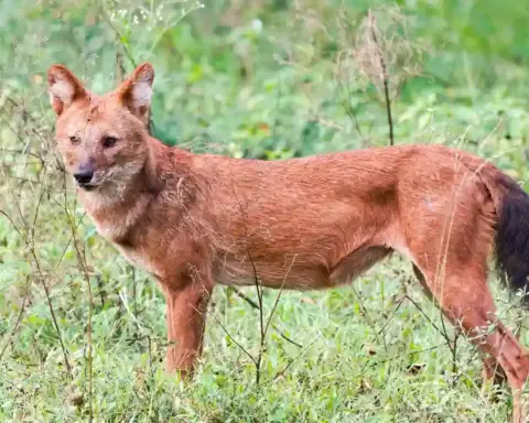 Dhole standing in grassy habitat in India, illustrating wildlife coexistence discussed in the article