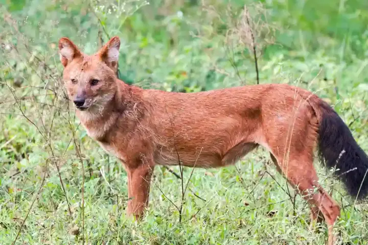 Dhole standing in grassy habitat in India, illustrating wildlife coexistence discussed in the article