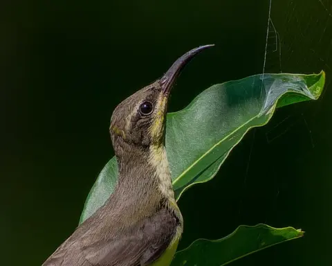 A purple sunbird perched on a leaf beside a natural spider web in vegetation.
