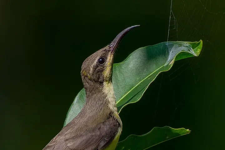 A purple sunbird perched on a leaf beside a natural spider web in vegetation.