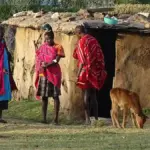 Maasai people beside a traditional homestead and calf in Kenya, illustrating Indigenous community ties to land.