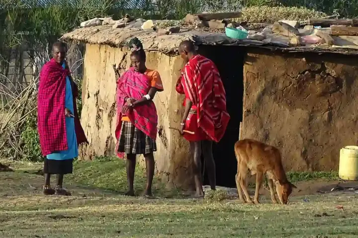 Maasai people beside a traditional homestead and calf in Kenya, illustrating Indigenous community ties to land.
