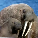 Pacific walrus cow with a small calf