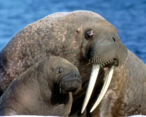 Pacific walrus cow with a small calf