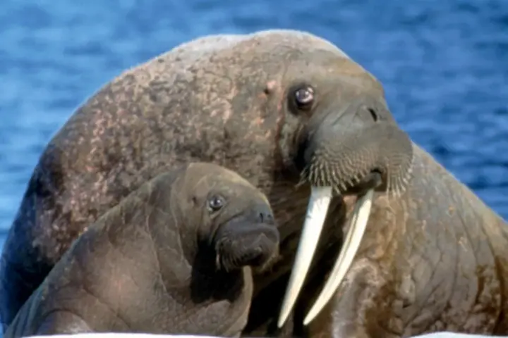 Pacific walrus cow with a small calf