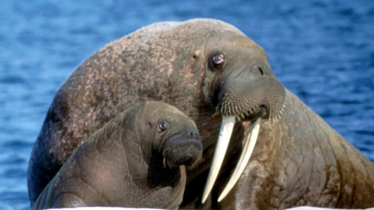 Pacific walrus cow with a small calf
