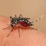 Close-up macro photograph of a female Aedes aegypti mosquito with distinct white markings on its legs.