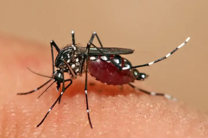 Close-up macro photograph of a female Aedes aegypti mosquito with distinct white markings on its legs.
