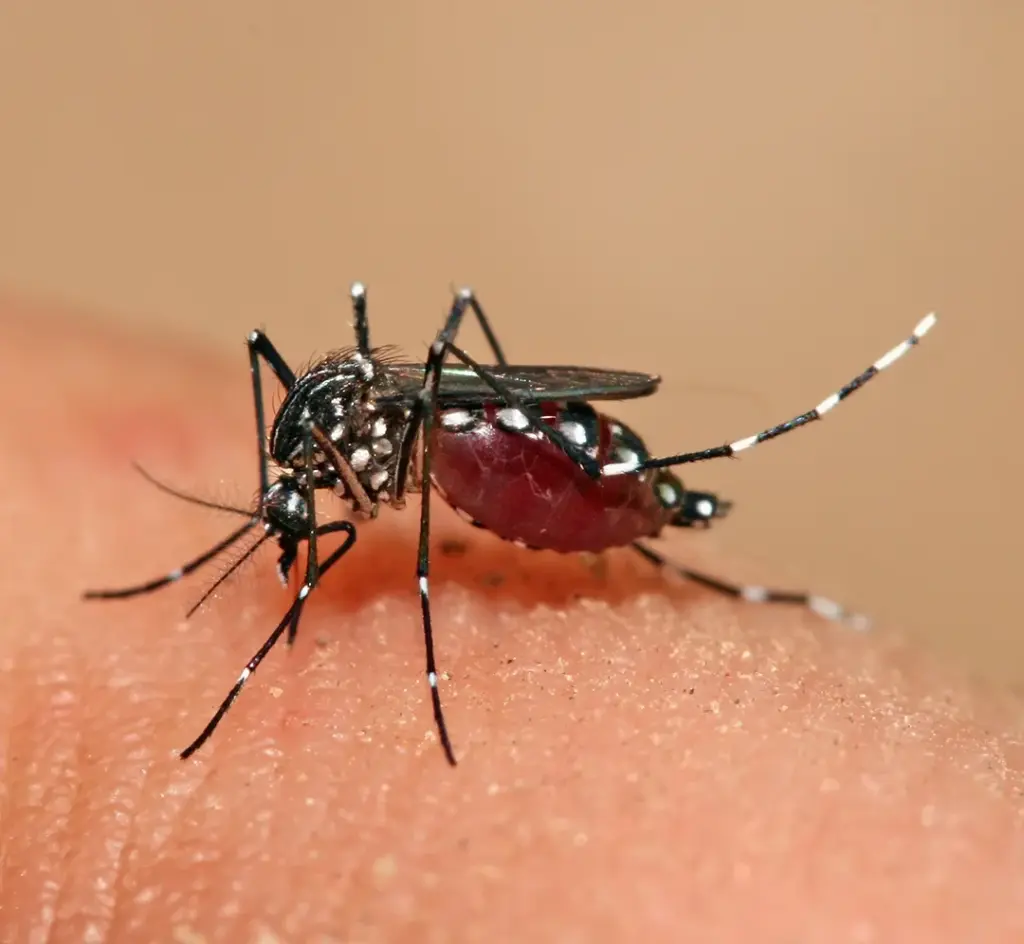 Close-up macro photograph of a female Aedes aegypti mosquito with distinct white markings on its legs.