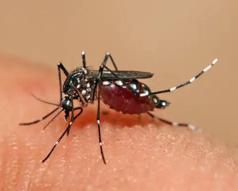 Close-up macro photograph of a female Aedes aegypti mosquito with distinct white markings on its legs.