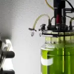 Green algae growing in a laboratory bioreactor.