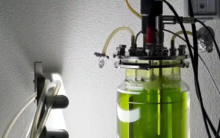 Green algae growing in a laboratory bioreactor.