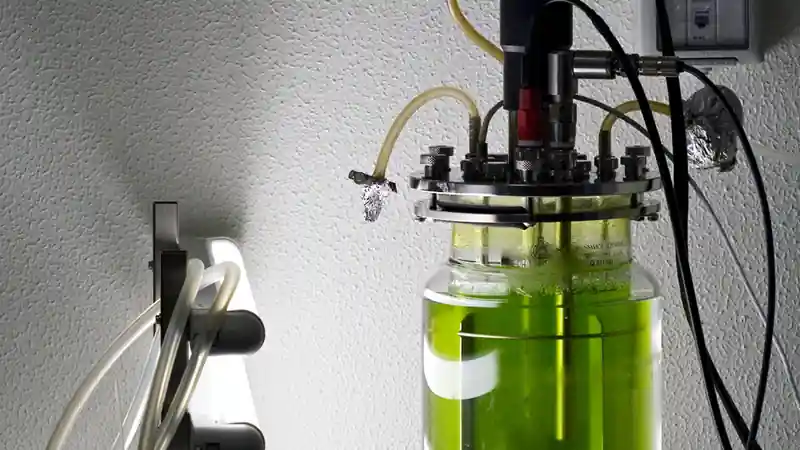 Green algae growing in a laboratory bioreactor.