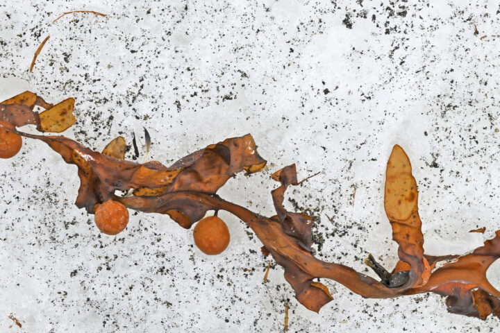 Snow algae on Fildes Peninsula, King George Island, Antarctica