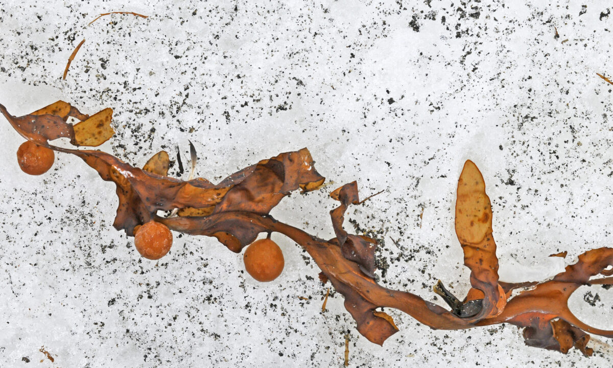 Snow algae on Fildes Peninsula, King George Island, Antarctica