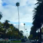 Palm trees along a street in Koreatown Los Angeles