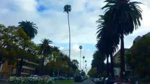 Palm trees along a street in Koreatown Los Angeles