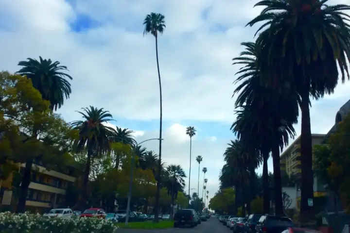 Palm trees along a street in Koreatown Los Angeles