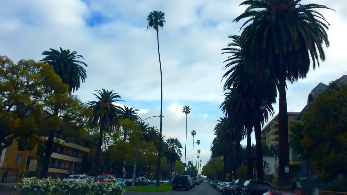 Palm trees along a street in Koreatown Los Angeles