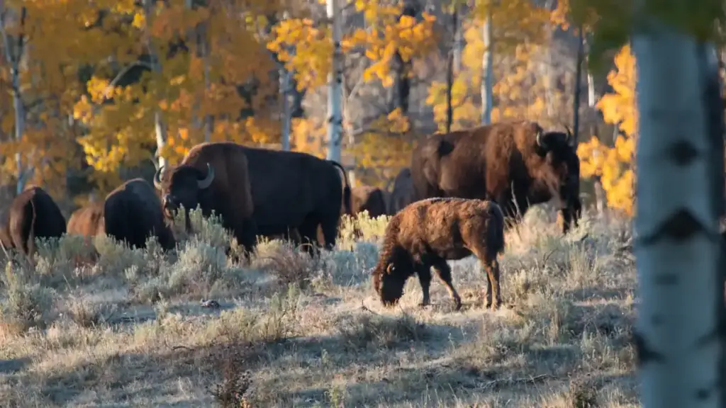 Bison herd near Elk Ranch in Grand Teton National Park